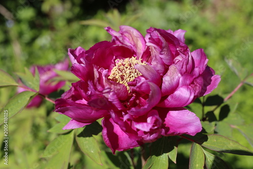 fleur Pivoine