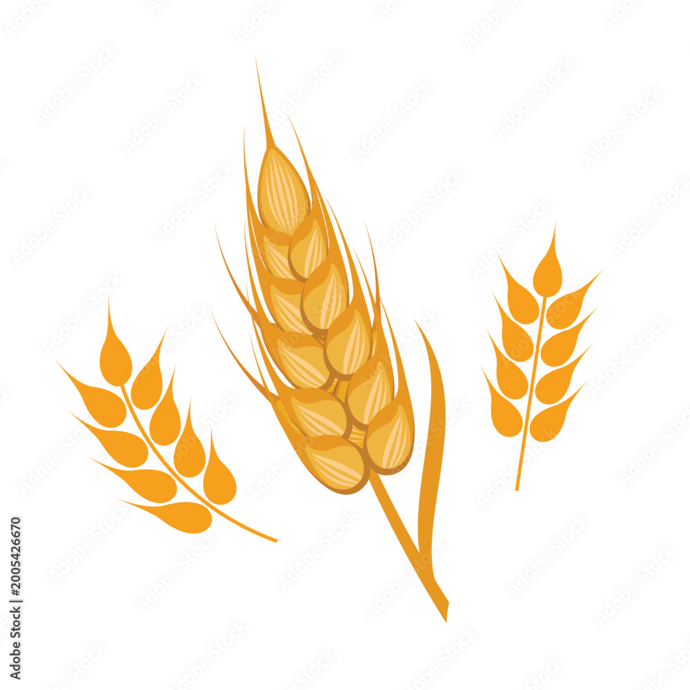 Fototapeta premium Ear of wheat icon set vector isolated on a white background. Golden wheat ear symbol. Cereal plant graphic design element. Yellow grain ear drawing