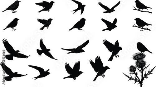 Foto Bird silhouette collection with flying perching and landing poses including spar