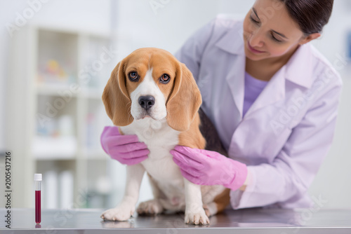 Female Veterinarian in White Coat and Pink Gloves Examining Beagle Dog with Blood Test Tube