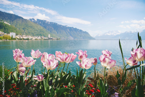 Pink tulips by Lake Geneva in Montreux Switzerland with alpine mountains and clear blue water, sunny spring day landscape, colorful flowers by the lake and peaceful travel destination
