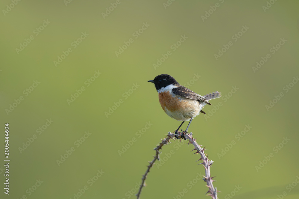 Obraz premium European Stonechat Saxicola rubicola perching or in flight in Morbihan, Brittany, France