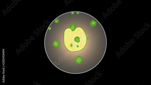 Bacterial infection inside a cell with pathogens entering through the membrane.