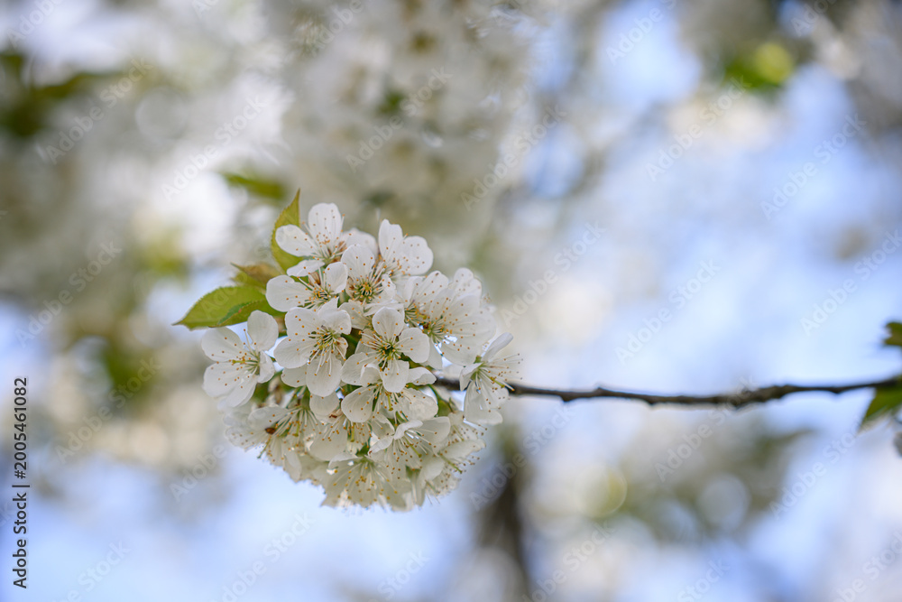Fototapeta premium Beautiful white sour cherry blossoms on a tree branch.