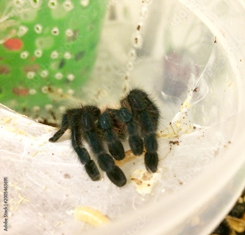 Tarantula in clear container near green perforated background