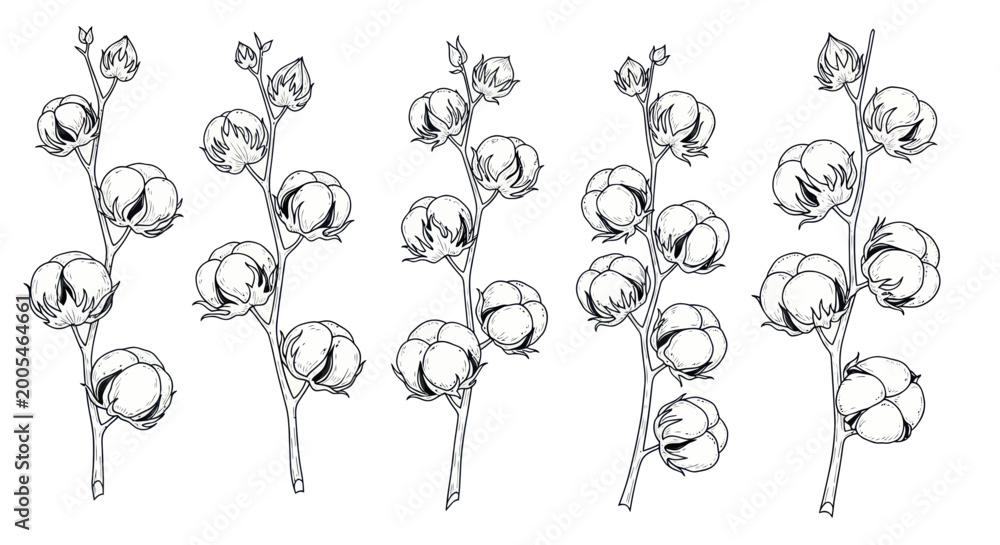 Εκτύπωση καμβά Hand-drawn Cotton Stems with Bolls - Botanical Sketch Illustration