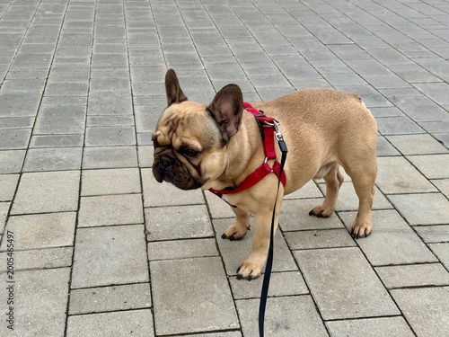 Bilde på lerret A happy French bulldog dog of fawn color walks outside in good weather on a leash in summer