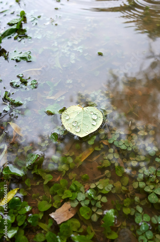 Various views of the park on a rainy day.
