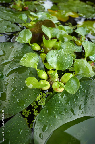 Various views of the park on a rainy day.
