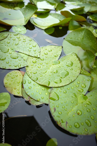 Various views of the park on a rainy day.
