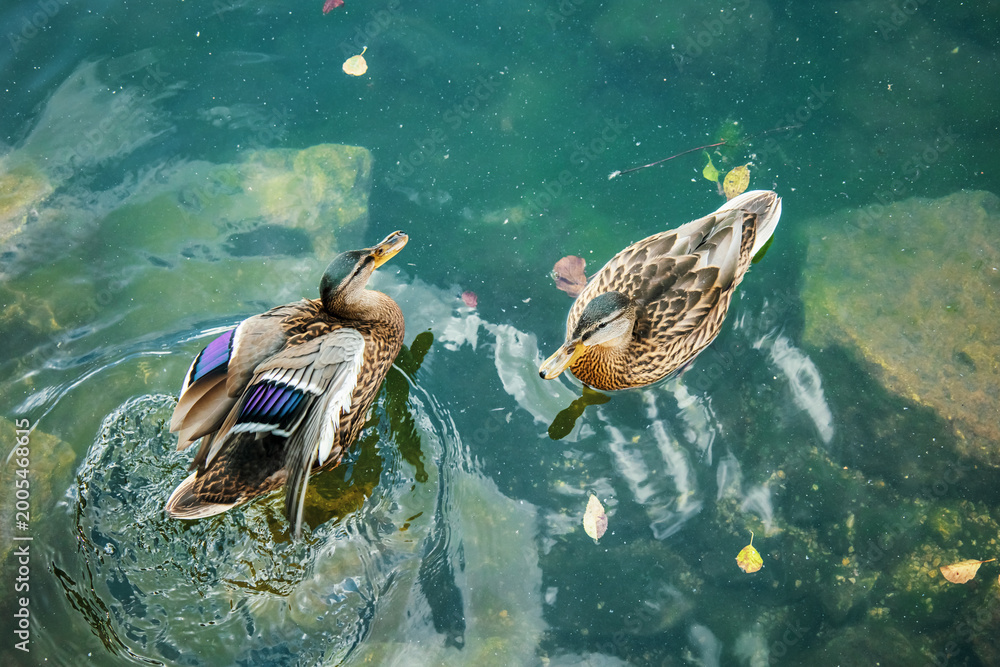 Fototapeta premium Two Ducks Swimming Creating Ripples on Water, Minimal Nature Background
