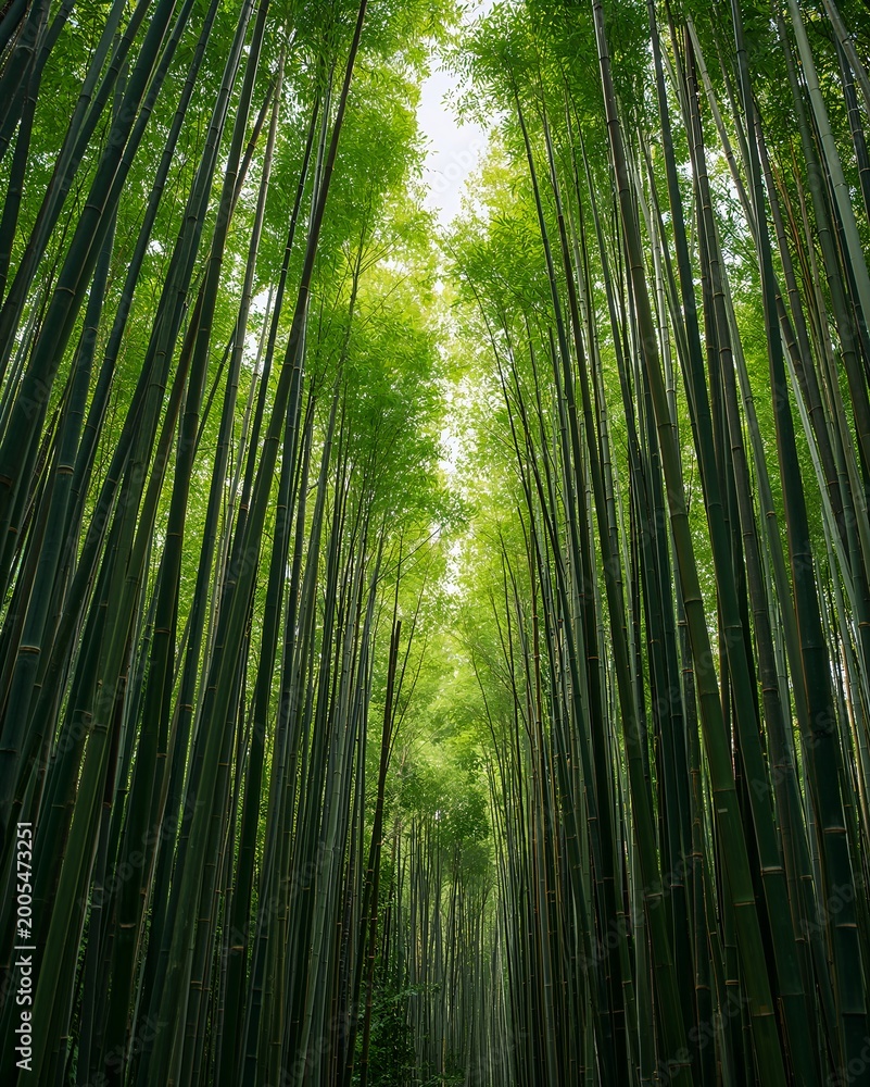 Obraz premium A towering view of bamboo trees in a dense forest, with sunlight filtering through