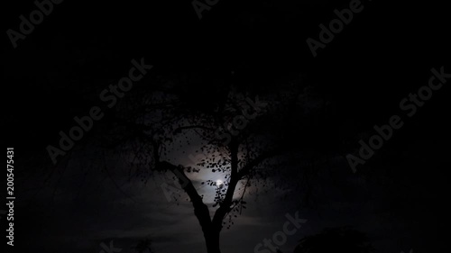 Silhouette of a lone tree against a dark night sky with bats flying around. A mysterious and atmospheric natural scene in low light.