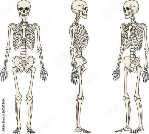 Detailed human skeleton anatomy set with front side and three quarter views medical educational vector illustration isolated