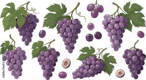 Fényképezés Fresh Purple Grapes Bunches Collection Set Featuring Ripe Fruit With Green Leaves And Sliced Pieces Isolated On White Background