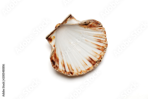 Tableau sur toile Close‑up of an open scallop seashell on a white background, showing smooth inner