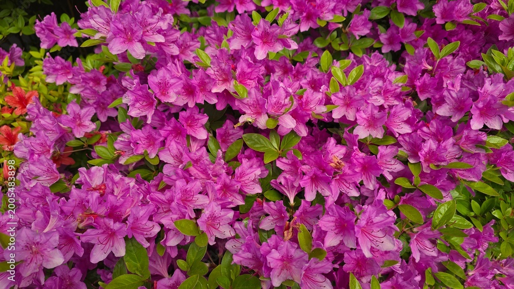 Fototapeta premium pink flowers background