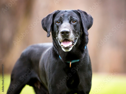 A senior black Labrador Retriever dog with gray hair on its face
