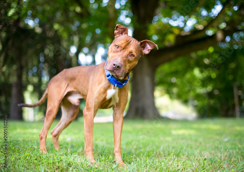 A Pit Bull Terrier mixed breed dog with floppy ears listening with a head tilt