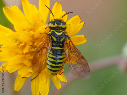 Sawfly (Megalodontes bucephalus)