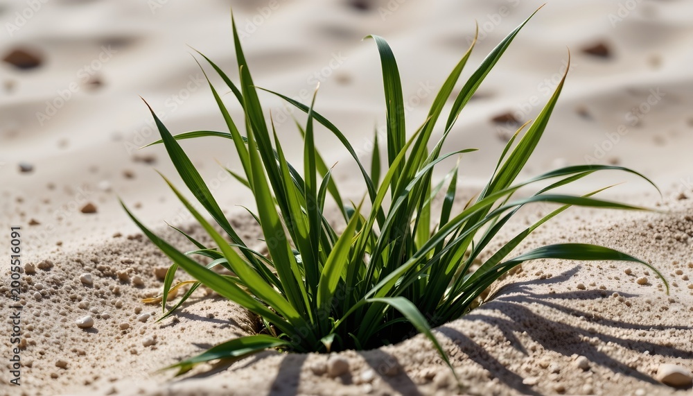 Obraz premium Lush Green Plant Amid Rippled White Sand Dunes Under Sunny