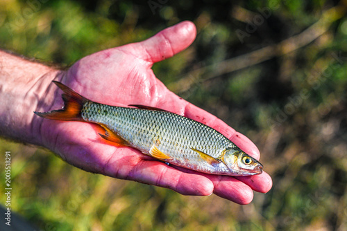 Obraz na plátně shiner minnow
