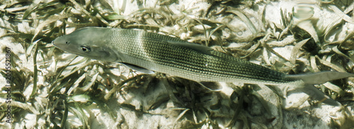 Bonefish