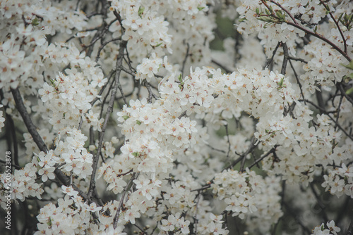 Beautiful white spring blossom of Prunus cerasifera tree against soft sky light for serene background