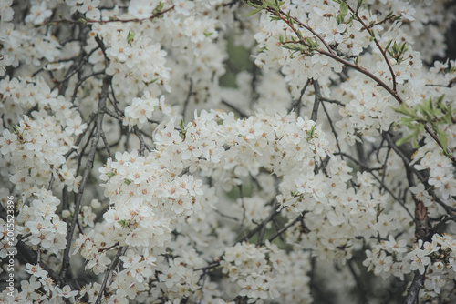 Beautiful white spring blossom of Prunus cerasifera tree against soft sky light for serene background