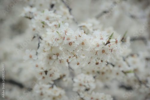 Beautiful white spring blossom of Prunus cerasifera tree against soft sky light for serene background