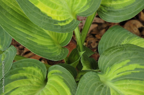 Green striped hosta leaves