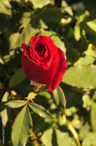 Red rode among greenery