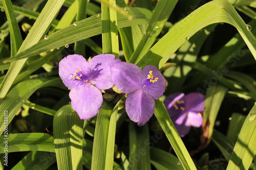 Spidervort flower an dleaves
