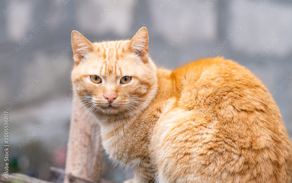 Fototapeta premium Close-up of an adorable shorthaired tabby cat