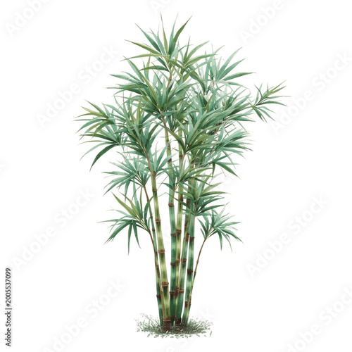 Beautiful palm bamboo