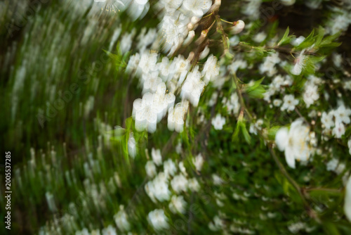 Blurry Cherry Flowers in Motion. Blossom Background