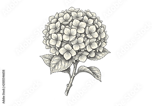 Detailed hand drawn hydrangea flower head vintage botanical line art vector illustration on white background