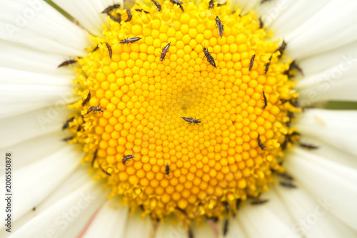 Macro shot of a swarm of thrips (Thysanoptera) crawling over the yellow center of a daisy