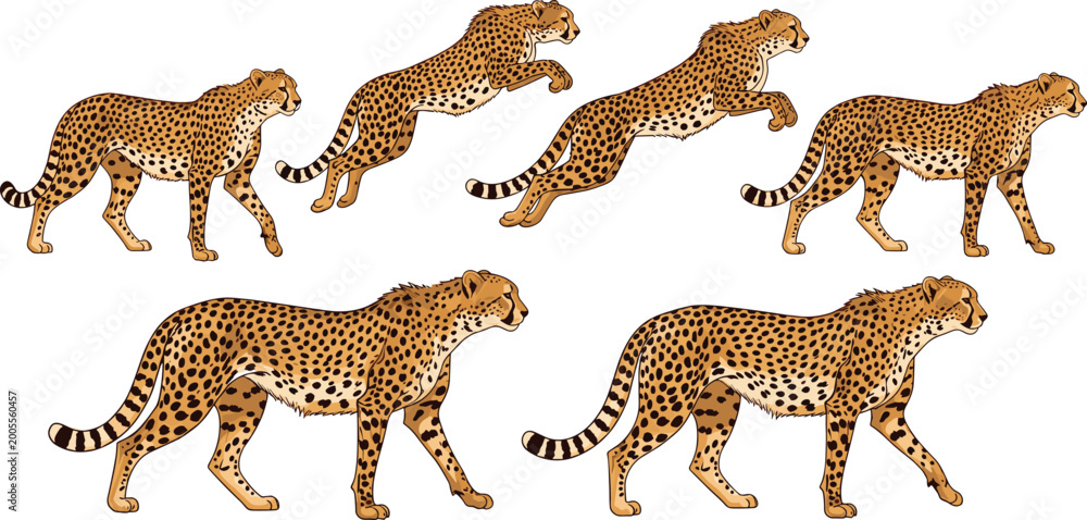 Obraz premium Illustration of Cheetahs in Various Poses for Wildlife, African Safari, and Animal Motion Designs
