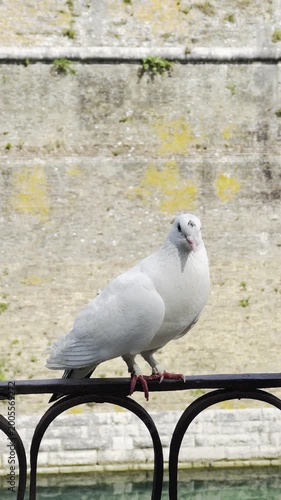 White dove perched on a railing near stone wall outdoors  