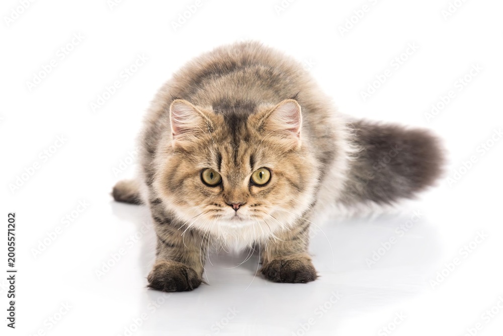Obraz premium kitten on white background