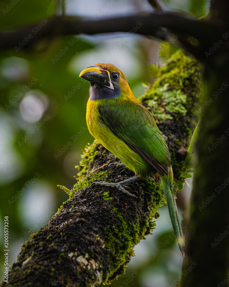Fototapeta premium Northern emerald toucanet (Aulacorhynchus prasinus)