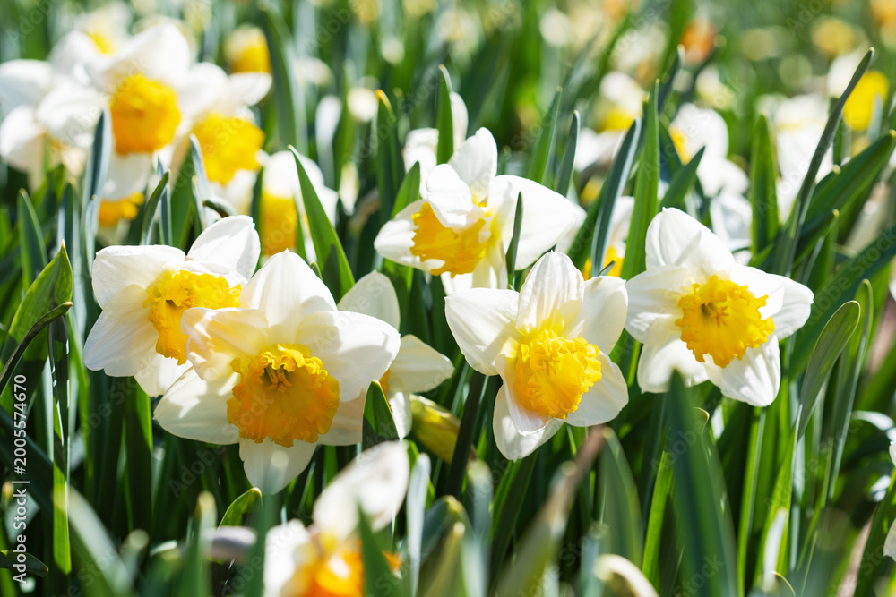 Obraz premium Beautiful spring or summer garden with white narcissus flowers in warm sunny lights. A farmer's field for growing flowers.