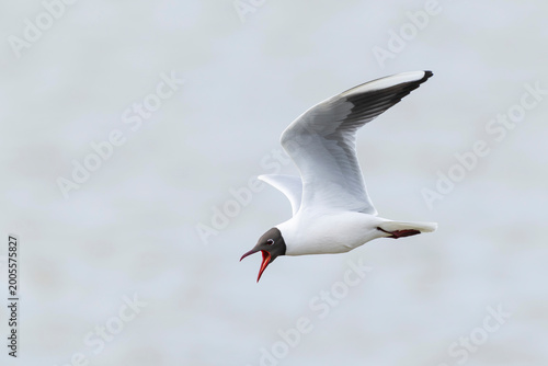 Fotografie adult black-headed gull (Chroicocephalus ridibundus) in breeding plumage showing