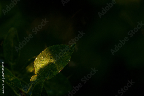 Partial Leaf in Morning Sunlight Against Dark Background.