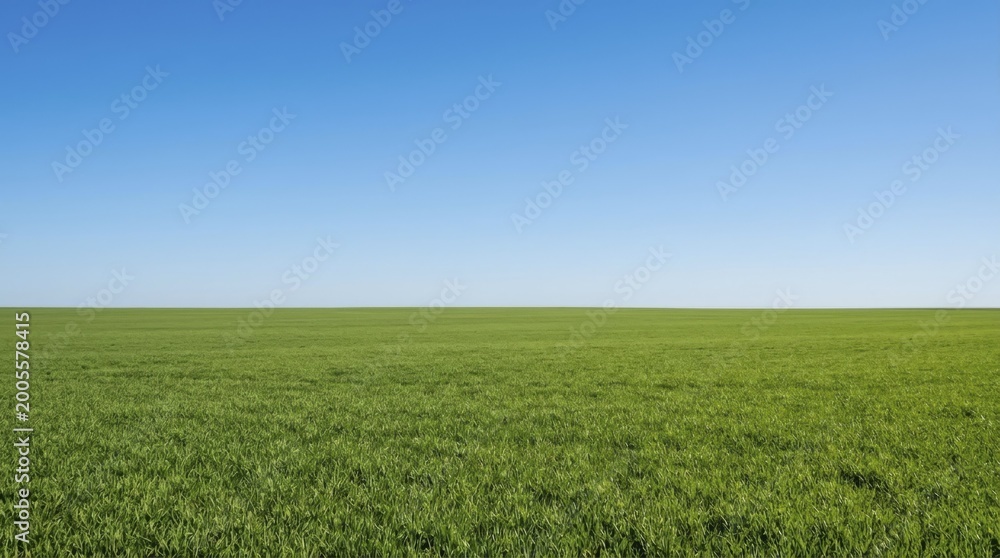 Obraz premium Vast green field under a clear blue summer sky