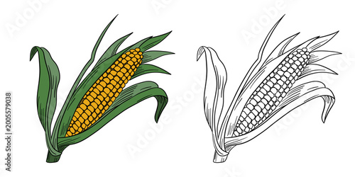 Hand-drawn illustration corn in color and black white outline. Corn cobs, leaves, and natural organic textures. Fresh yellow and green tones, outline kids coloring pages and educational activities.