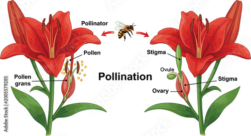 Canvastavla Educational Diagram of Plant Pollination Process Featuring Lily Flower Anatomy w