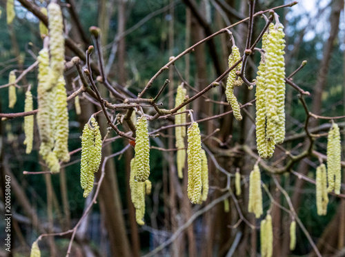 Catkin flowers in the early spring