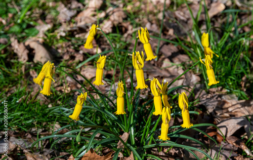 Yellow Narcissus Cyclaminous flowers in the sring
